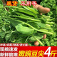 現(xiàn)摘四川豌豆尖4斤當(dāng)季新鮮蔬菜農(nóng)家嫩豌豆苗露天種植龍須菜現(xiàn)貨 1000g