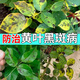 皎潔月季適用藥玫瑰花卉植物葉子發(fā)黃月季花病蟲害常用藥非葉斑黑斑病 1瓶