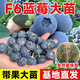 霖畔藍(lán)莓樹(shù)苗f6藍(lán)莓苗當(dāng)年結(jié)果特大號(hào)綠寶石陽(yáng)臺(tái)種植盆栽大果藍(lán)莓樹(shù)苗 F6藍(lán)莓6年壯苗【當(dāng)年結(jié)果】送肥