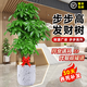 臨雅辮子發(fā)財樹(shù)客廳盆栽大型室內綠植招財樹(shù)辦公室喬遷開(kāi)業(yè)落地植物棵 三桿步步高1.5-1.6米+仿瓷金邊盆