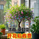 驅(qū)蚊蟲金絲吊蝴蝶花卉綠植盆栽室內(nèi)外陽臺(tái)四季開花 混色【濃香耐寒+驅(qū)蚊蟲】四季開花 花期300天10年苗【買一送一】開花爆滿