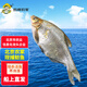 跑山密水農家【冰鮮】水庫魴魚約1.5斤活魚現殺燒烤 寶寶食材源頭直發(fā)