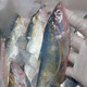 【海刀魚(yú)】 象山石浦東海小木船海捕海刀魚(yú) 舟山海刀魚(yú)500g 海刀魚(yú)【3-5條/斤】  1斤