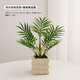 赟婭仿真綠植假花擺件龜背葉小盆栽桌面客廳辦公室前臺植物裝飾品禮物 泡泡花瓶+散尾葵