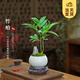 開(kāi)時(shí)果 竹柏小盆景中式創(chuàng  )意竹子盆栽 辦公室好養桌面植物源頭直發(fā)包郵 竹柏（金邊裂紋盆+假山石+底托）