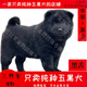 旺園興純種中華田園犬廣西土獵五黑犬乖巧看家寵物狗幼犬包好健康 寵物級 C 公