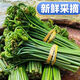現(xiàn)摘山貨新鮮蕨菜當(dāng)季野生農(nóng)家涼拌蔬菜山野菜貓爪龍爪飯菜野綠色 帶箱5斤