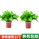 雙盟 綠蘿盆栽除甲醛花卉綠植辦公室新房?jī)艋諝?10款2盆裝源頭直發(fā)