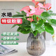 行湘水培綠植粉掌盆栽花卉水養(yǎng)鮮花好養(yǎng)活 粉掌2株【不含盆】源頭直發(fā)