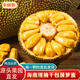 京地達(dá)海南現(xiàn)摘黃肉菠蘿蜜凈重25-30斤1枚裝干包新鮮水果源頭直發(fā)包郵
