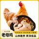 舌尖攻略老母雞2.2斤黃油雞整雞走地雞500天以上月子煲湯食材生鮮 2只裝 黃油老母雞【4.4-5.2斤】
