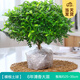 開時(shí)果 正宗胡椒木盆栽清香型 桌面植物苗防驅(qū)蚊草綠植盆景源頭直發(fā)包郵 【6年大苗】原土發(fā)貨+肥料