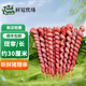 豬鞭串新鮮豬鞭大號燒烤油炸火鍋羊鞭商用豬肉串燒烤豬鞭串批發(fā) 豬鞭串20串