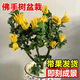 佛手樹(shù)盆栽帶果金華佛手柑樹(shù)苗可食用室內觀(guān)賞庭院好養植物 金佛手6年苗【帶果發(fā)貨】