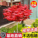 日本紅楓樹(shù)苗四季紅室外耐寒紅舞姬盆景盆栽大樹(shù)綠植庭院綠化植物 紅楓3公分粗帶土球