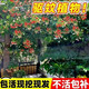 五彩爬藤重瓣使君子花苗植物驅蚊庭院盆栽地栽耐寒花卉 5年苗（當年開(kāi)花爆滿(mǎn)） 變色五彩（5月份開(kāi)花）濃香型