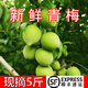 果優(yōu)港青梅鮮果福建詔安2026新鮮泡酒專(zhuān)用水果酵素當季高山梅子酸脆 青梅5斤順豐配送