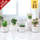 開(kāi)時(shí)果 多肉植物仙人球仙人掌小盆栽桌面植物 肉肉組合辦公室內(nèi)綠植花卉 萬(wàn)重山+玉露+金枝+招財(cái)手+金冠