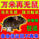 老鼠藥三步到一聞死就耗子強(qiáng)藥神效高老鼠一鍋端室外死聞就死特藥 50g