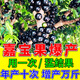 嘉寶果專用肥料樹(shù)增肥催花結(jié)果顆粒肥促開(kāi)花藥果樹(shù)專用肥料 三瓶裝【提前上市】買(mǎi)二送一