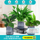 綠有意一帆風(fēng)順白掌盆栽室內(nèi)綠植紅掌花卉水培植物四季易活吸除甲醛好養(yǎng) 白掌+綠蘿+綠公主（繁星盆）