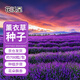 花沃里薰衣草種子1g約700?；ɑ芊N子家庭盆栽種籽陽(yáng)臺/辦公室/庭院草籽