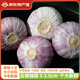 2025云南紫皮獨(dú)蒜 新鮮獨(dú)頭大蒜 新蒜 獨(dú)蒜頭 大果精品大理干蒜 3-3.5cm250g【凈重】大果