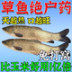 草魚餌料專用小藥泡玉米免打窩料黑坑野釣主攻大草魚狂開口誘食劑 發(fā)3瓶【買2送1】