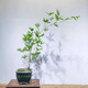 小葉簕竹室內(nèi)勒竹盆栽竹子盆景綠植四季長青好養(yǎng)名貴竹子老樁竹根 17-20公分（5年）中樁 包成活不含盆