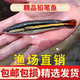 小盾體大鉛筆魚活體雷龍魚熱帶觀賞魚耐養(yǎng)淡水好養(yǎng) 8-10厘米鉛筆魚1條