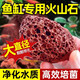 臨雅火山石魚缸專用水族墊底砂生態(tài)造景大塊火山巖顆粒古法養(yǎng)魚過濾材 紅火山石3-5cm【5斤】精篩