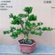 小葉雀舌黃楊盆景樹樁黃楊盆栽 名貴老樁樹苗 皺皮室內(nèi)造型熟樁 精選造型老樁黃楊（高55左右） 含盆-品質(zhì)發(fā)貨