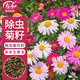 壽禾 除蟲(chóng)菊種子苗混色多年生庭院花卉種籽 除蟲(chóng)菊種子12g約4800粒