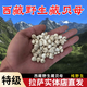 西藏藏貝母中藥材林芝高海拔高原天然懷中抱月貝母川貝100克包郵 藏貝母100克