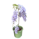 普羅旺斯紫藤蘿爬藤安了寺豐花黃木香爬藤室內花卉盆栽陽(yáng)臺 豐花紫藤3年苗