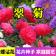 蝶沾花翠菊種子菊花種子四季易種室外庭院開花耐熱綠化花卉花草種子花籽 混色翠菊種子 1000粒+肥