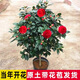四季香妃茶花盆栽濃香型山茶花樹苗耐寒耐熱南北方種植花卉茶花 四季開花紅赤丹茶花原盆原土 四年苗/40厘米高/2-3個(gè)分叉