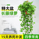 行湘綠蘿盆栽綠植凈化空氣160#長藤綠蘿1盆40-70cm+紅吸水盆 源頭直發(fā)