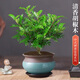 京云夢(mèng)清香木盆栽防蚊蟲(chóng)驅蚊草室內外清香綠植胡椒木天青陶瓷盆源頭直發(fā)