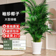 泰西絲大型綠植盆栽客廳擺件袖珍椰子1.5-1.7米+塑料螺紋盆 源頭直發(fā)