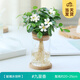 開(kāi)時(shí)果 水培植物辦公室內桌面盆栽 水養綠蘿水生花植物綠植源頭直發(fā)包郵 九里香（含玻璃瓶+竹托） （加贈 營(yíng)養液）