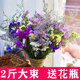 勤凱云南勿忘我滿天星干花花束鮮花真花批發(fā)插花裝飾客廳擺件花卉禮物 主圖款 2斤(40支左右)
