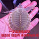 深水龜豬鼻龜授精蛋健康開食發(fā)全國(guó)發(fā)貨人工養(yǎng)殖觀賞魚活的豬鼻龜 三枚受精蛋