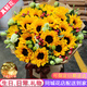一花一戀向日葵鮮花同城配送送男士長(cháng)輩女生老師花束生日禮物全國花店 19朵向日葵花束-溫馨