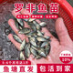 特大種羅非魚苗脆肉新吉富全雄性羅非魚淡水養(yǎng)殖食用單性羅非魚苗批發(fā)魚苗活體廣東本地 羅非魚2-4厘米 110條送10%防損