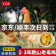 鄉(xiāng)公館老母雞土雞農(nóng)家散養(yǎng)走地雞月子雞整只禮盒包裝新鮮現(xiàn)殺正宗土雞 2-3年跑山老母雞1只（單只凈重3斤以上） 母雞