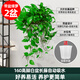 綠蘿吊蘭水培盆栽室內除甲醛長藤綠籮垂吊植物新房去甲醇凈化空氣 精品長藤白盆2盆（藤長30~40cm）送儲水盆
