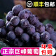 順豐發(fā)貨東北巨峰葡萄5斤現摘現發(fā)當季孕婦水果新鮮整斤當季包郵S 2斤【帶箱嘗鮮】