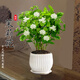 京云夢茉莉花盆栽地栽花卉好養(yǎng)綠植四季開花室內(nèi)九里香+陶瓷盆源頭直發(fā)