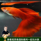 云峰海瑞觀(guān)賞魚(yú)純種孔雀魚(yú)活體小型熱帶魚(yú)鳳尾魚(yú)斗魚(yú)寵物魚(yú)缸造景寵物活體 血紅孔雀魚(yú)一對（一公一母）